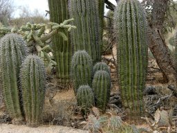 USA_Mexico2006-2007-030